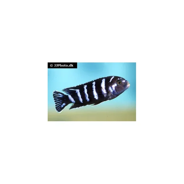 Pseudotropheus Demasoni  100,- 5 stk 300,-