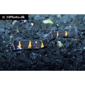 Pangio kuhlii / Kuhlil