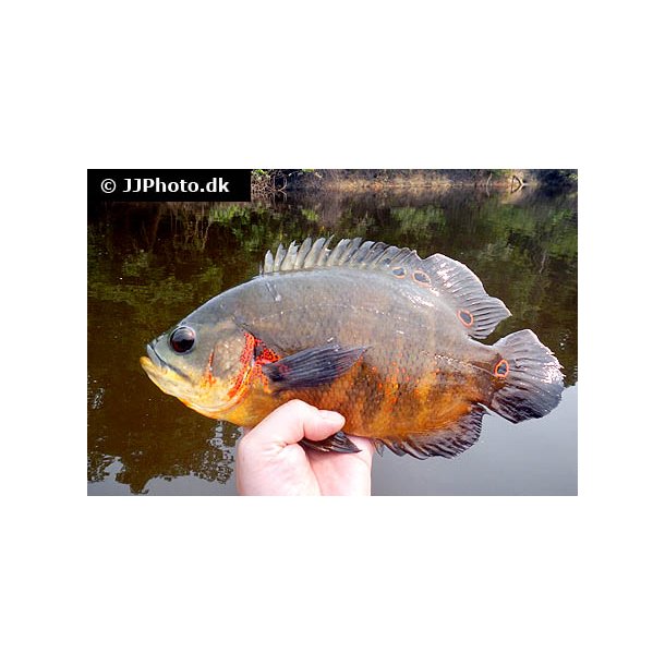 Astronotus ocellatus "Red tiger" 5-7 cm 128,-