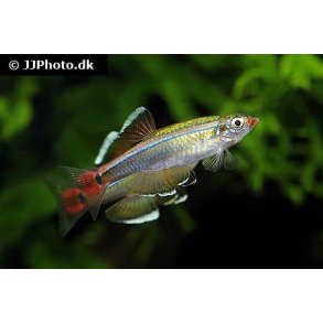 Tanichthys albonubes / hvid skybjerg stk 20.- 10/148.-