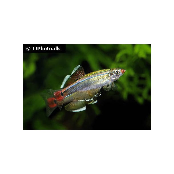 Tanichthys albonubes / hvid skybjerg stk 20.- 10/148.-