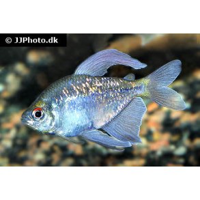 Moenkhausia pitteri / diamanttera 30.- 10/248.-