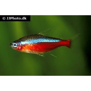 Paracheirodon axelrodi XL / Cardinaltetra Rd neon 25- 10/175,- 