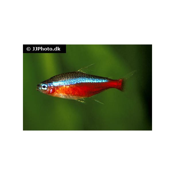 Paracheirodon axelrodi XL / Cardinaltetra Rd neon 30,- 10/168,- 